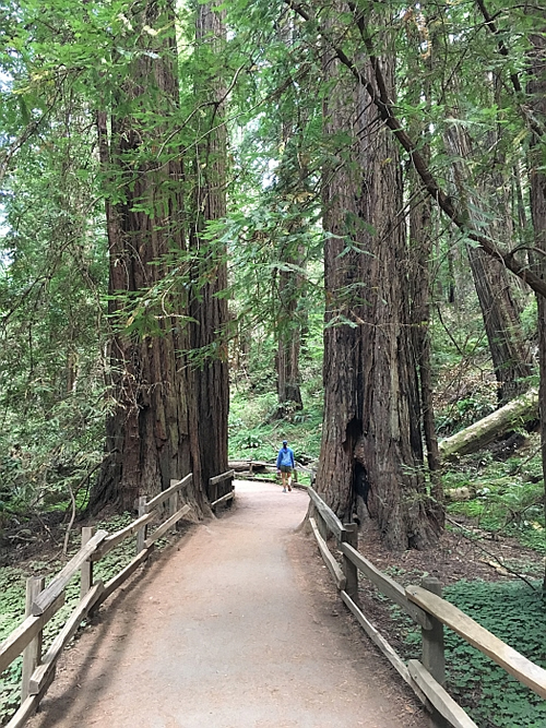 Muir Woods NM